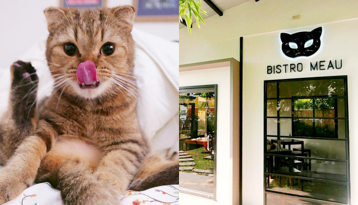 Must Try: Bistro Meau Exotic Cat Cafe in the South