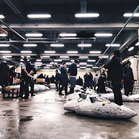 Tsukiji Fish Market Tuna Auction