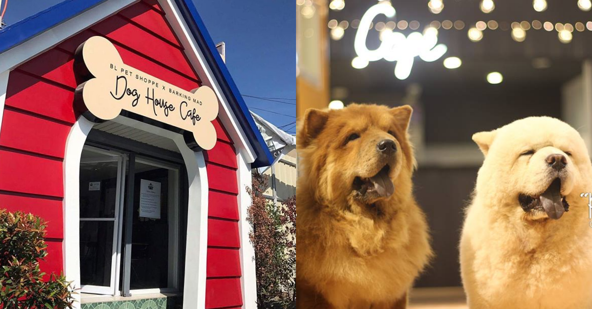 Must Visit: The Biggest Dog House in the North