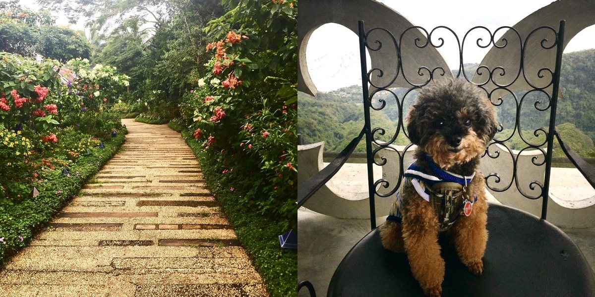 12 Pet-Friendly Places in Tagaytay for you and your furry friend!