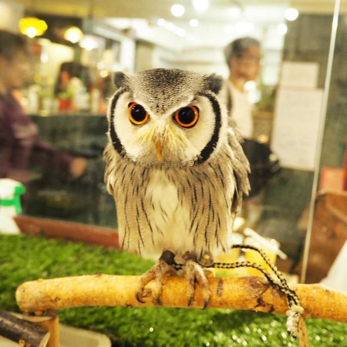 Lucky Owl Cafe
