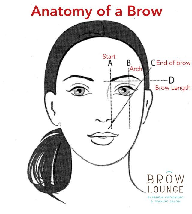 Anatomy of Brow
