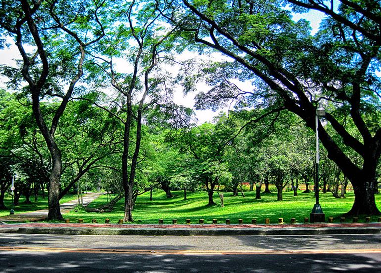 university-of-the-philippines-trees