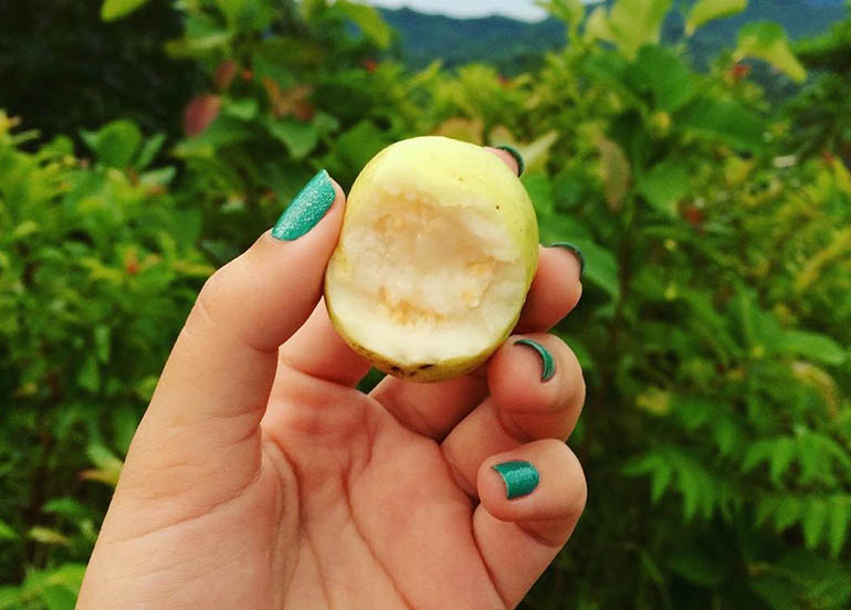 Vitamin C Rich Food Guava