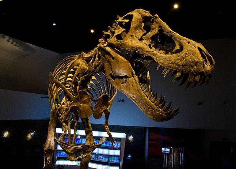 dinosaur-skeleton-display