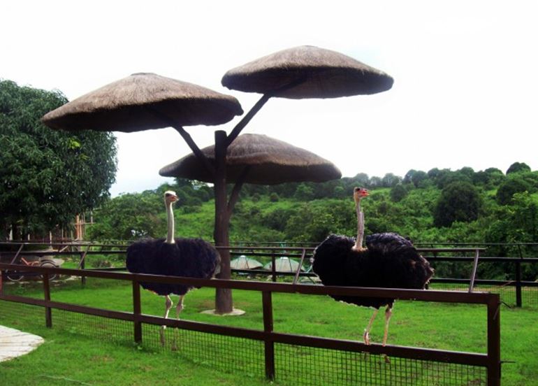 ostrich-pen