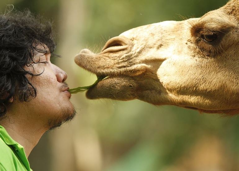 man-and-camel