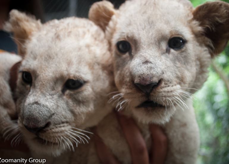 tiger-cubs