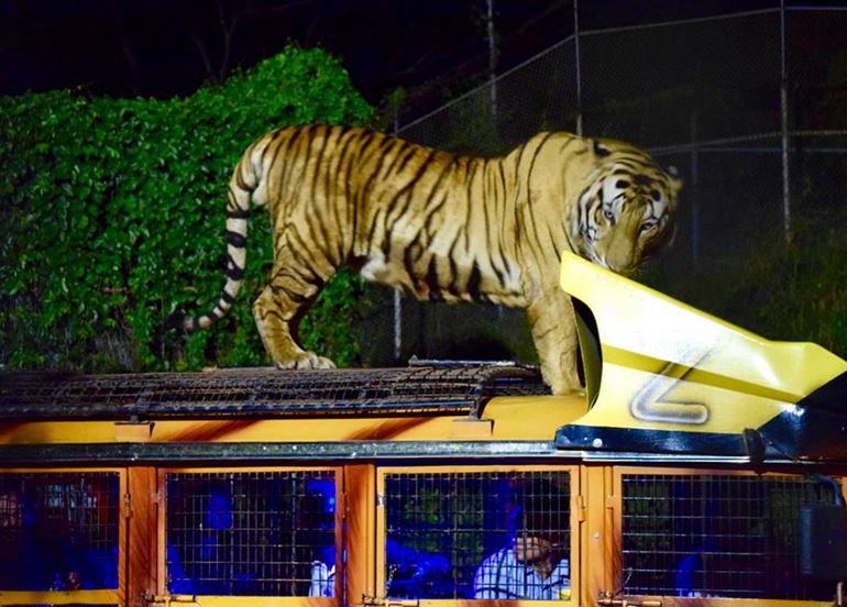 tiger-on-jeep