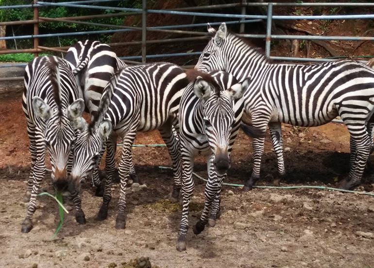 zebras