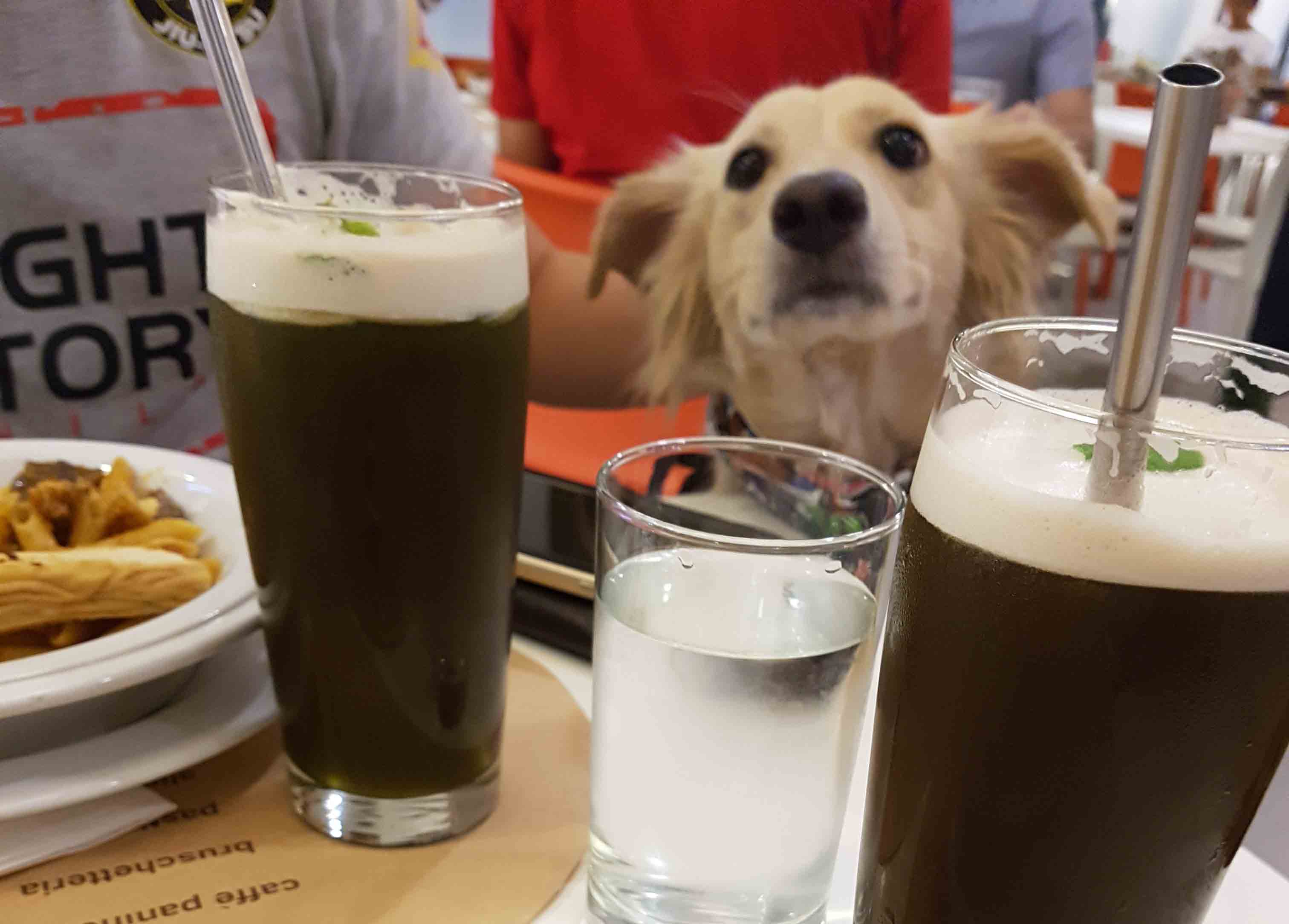 iced-teas-with-dog