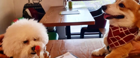 21 Pet-Friendly Restaurants in Metro Manila To Spoil Your Four-Legged BFF