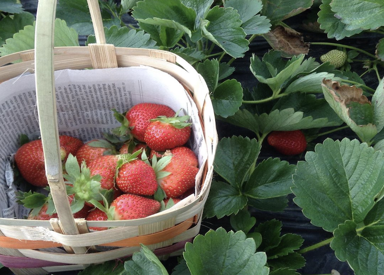 Session Groceries' Benguet strawberries