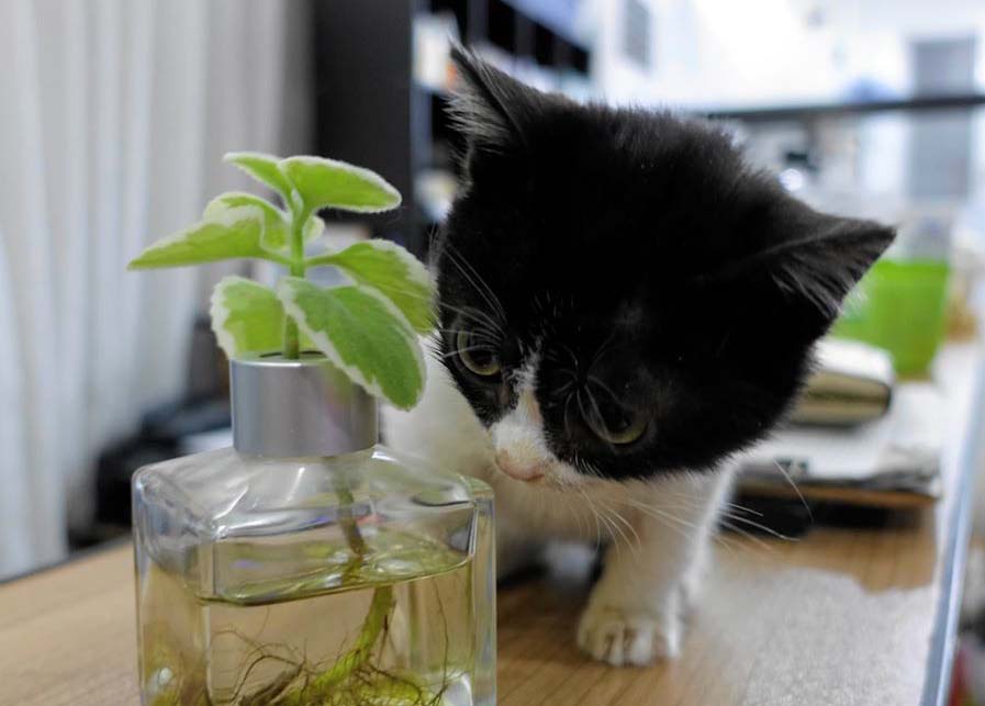 cat-in-vet-clinic