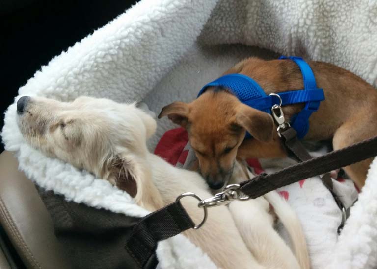 puppies-in-car-seat