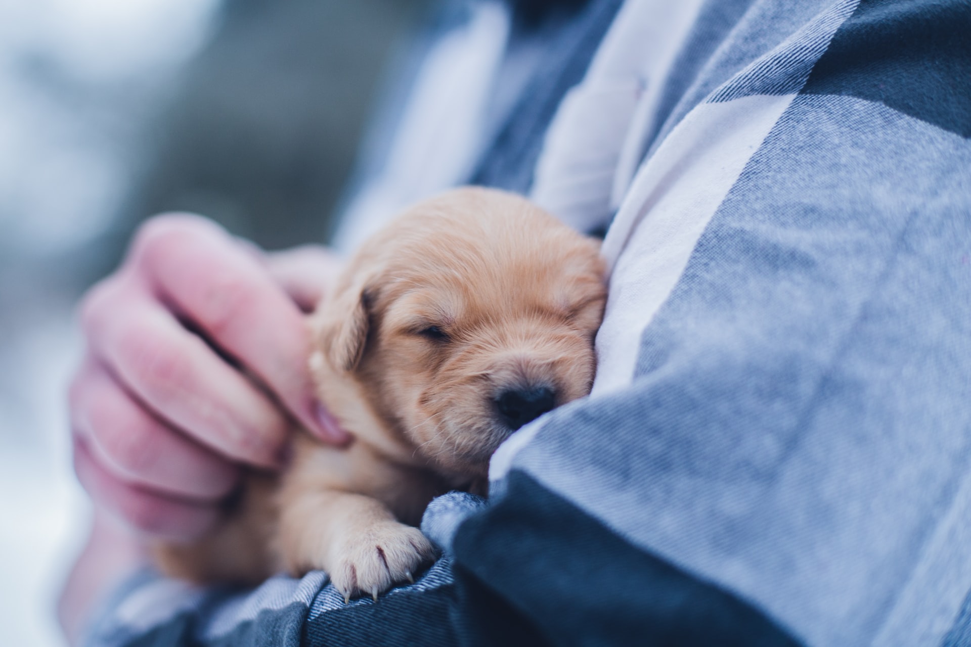 Veterinary Clinics That Are Still Open Now