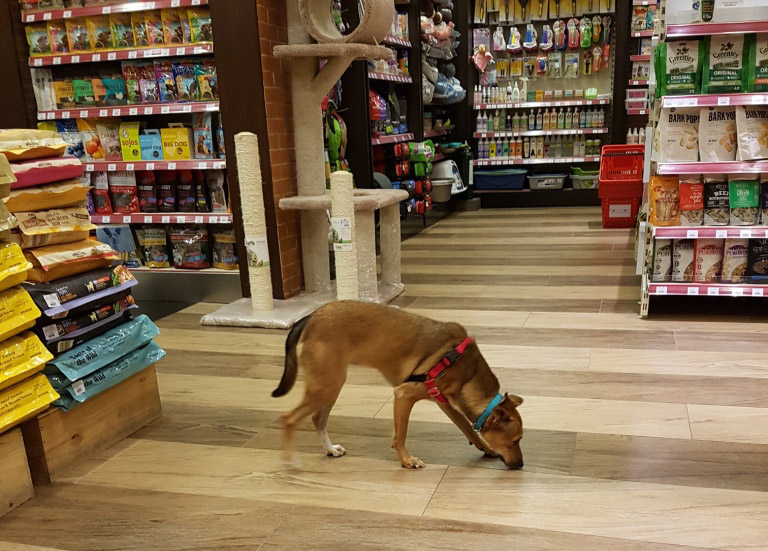 Pet Supply Stores That Are Still Open & Offer Delivery