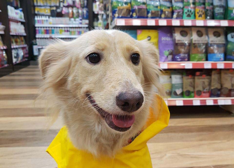 dog-in-pet-store