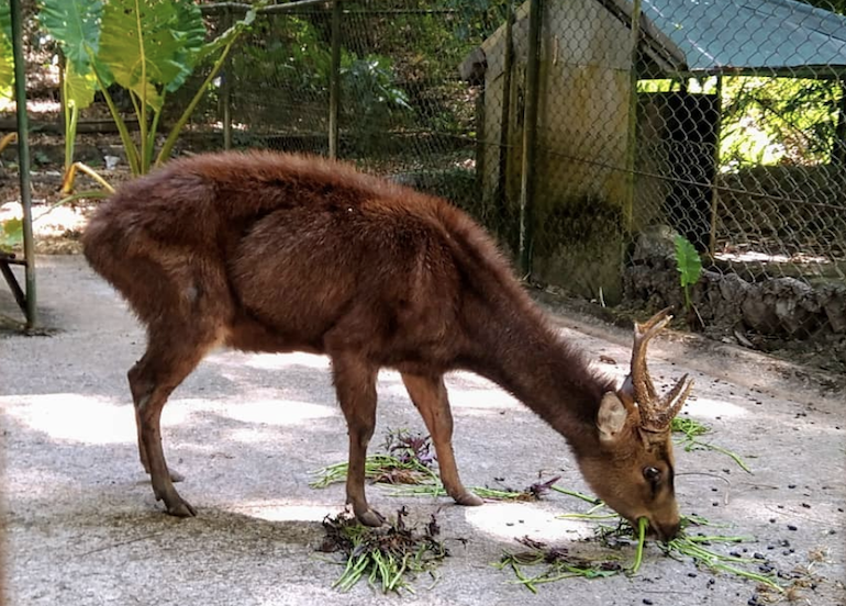 Deer at PACEM Eco Park's mini zoo