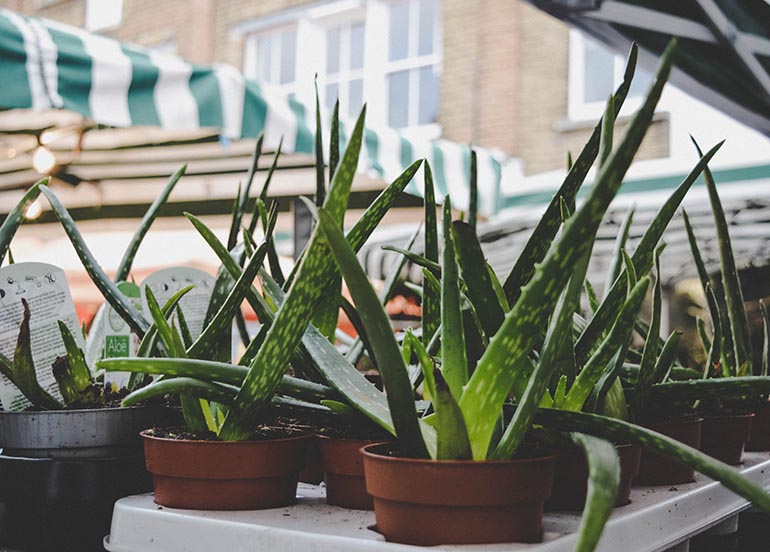 aloe-vera-plants