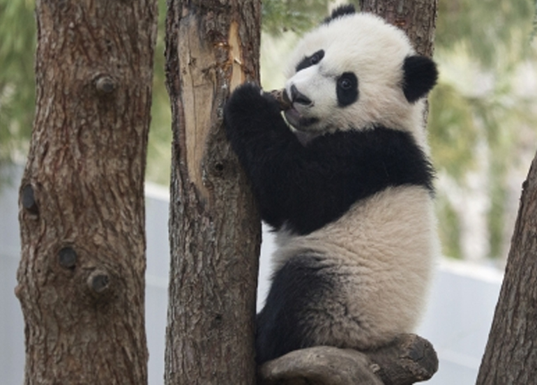 Photo of a panda from Smithsonian's National Zoo & Conservation Biology Institute