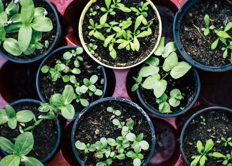 Plants in pots