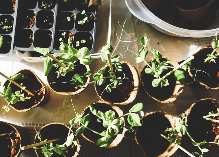 Plants in Pots