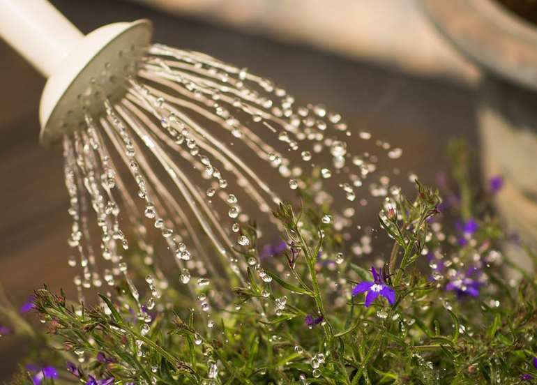 Watering Plants