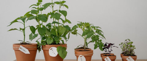 Growing Your Own Indoor Herb Garden 101
