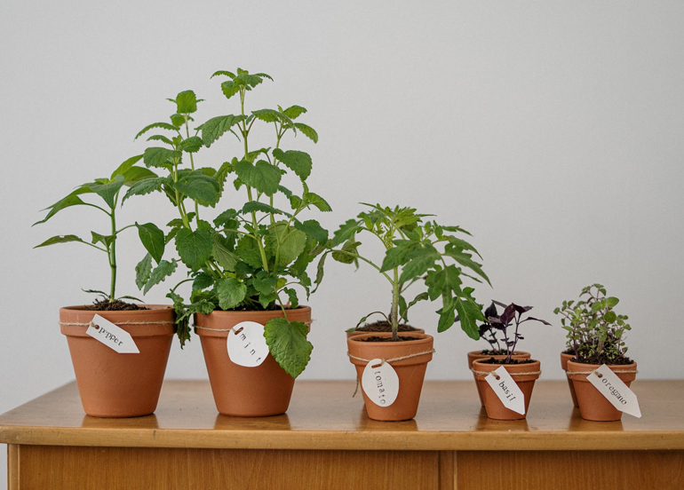 More plants in pots