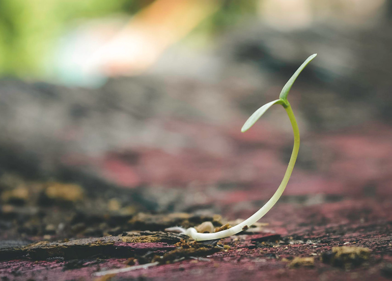 Sprout from the ground