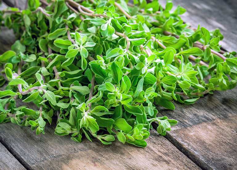 Marjoram