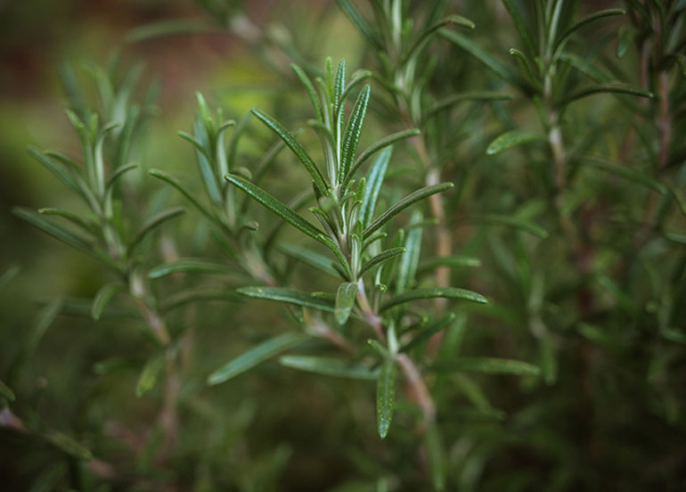 Rosemary