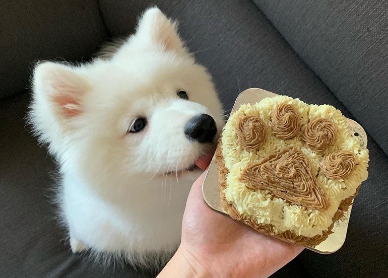 Whole Pet Kitchen Paw Cake