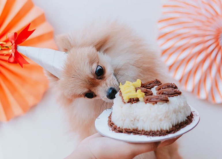 Barkin' Bakes Pet Cake