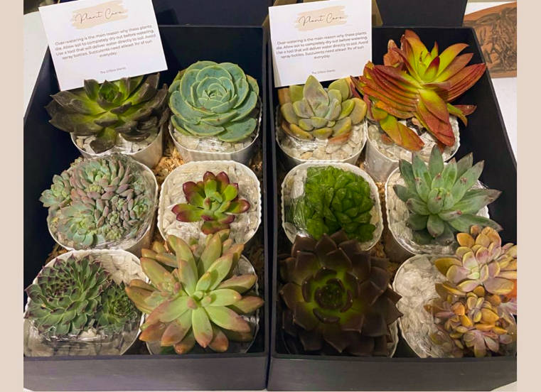 succulent gift box