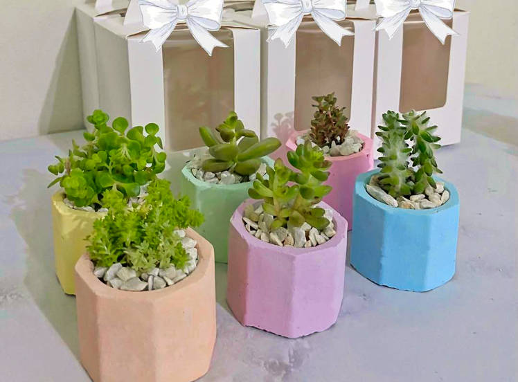 succulent gift box