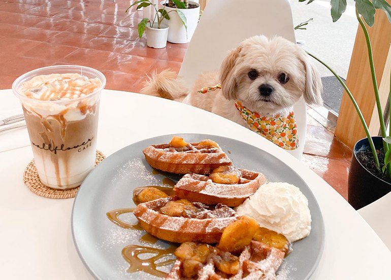 wallflower cafe coffee and waffles pet-friendly cafe