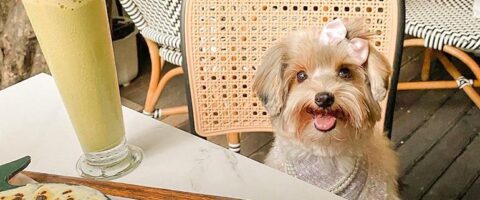 15 Pet-Friendly Cafes Where You Can Hang Out with Your Furbabies