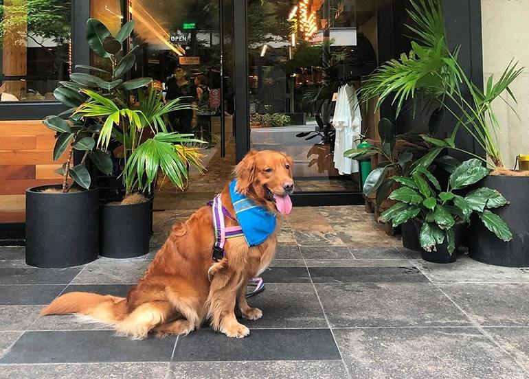 ELEPHANT GROUNDS PET-FRIENDLY CAFE