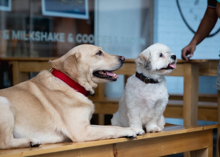 SCOUT'S HONOR PET-FRIENDLY CAFES