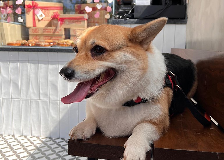 molly's donuts pet-friendly cafe
